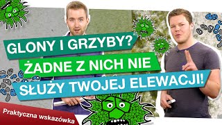 Glony i grzyby żegnaj zielona elewacjo [upl. by Wilburn]