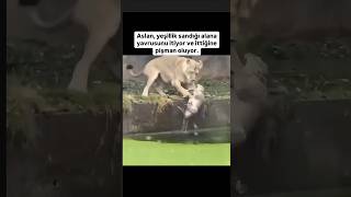 ANNE ASLANIN TELAŞINA BAKIN aslanlar aslanvideoları lions hayvansevgisi anne yavru belgesel [upl. by Brnaby803]