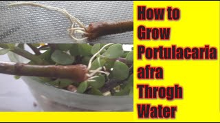 Portulacaria afra Propagation through water [upl. by Ideih]