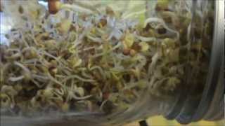 How to grow Alfalfa Sprouts [upl. by Ojahtnamas]