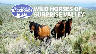 Wild horses of Surprise Valley California will take your breath away  Bartells Backroads [upl. by Akelahs396]