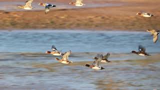 Wigeon in flight [upl. by Immot]