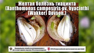 Желтая болезнь гиацинта Xanthomonas campestris pv hyacinthi Wakker Dovson [upl. by Anor]