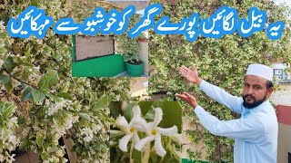 Star Jasmine Flowering and Fragrance Vine  ایسی بیل جو پورے گھر کو خوشبو سے مہکا دے [upl. by Darius]