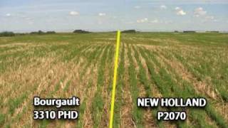 P2070 Precision Hoe Drill Field Comparison [upl. by Asaeret973]