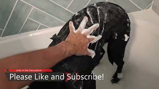 Dog Shampoo Review [upl. by Lane200]