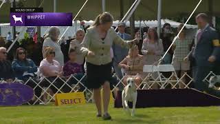 Whippets  Breed Judging 2022 [upl. by Wise119]