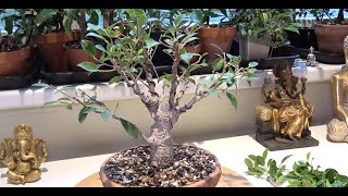 How to prune and wire your ficus bonsai tree [upl. by Eellac]