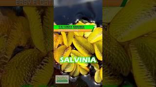 SALVINIA MINIMA  Floating Aquarium Plant For Sale [upl. by Keven]