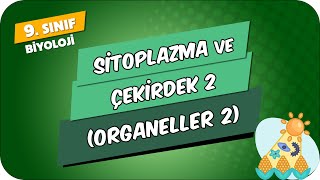 Sitoplazma ve Çekirdek  2 Organeller  2  9Sınıf Biyoloji 2024 [upl. by Ramalahs257]