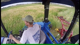 Greenest Grass in the Drought  NH TS6130 Rowse Mower [upl. by Lisette717]