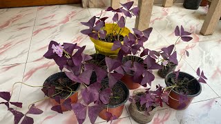 Update of oxalis triangularis plant 🪴 [upl. by Yatnuhs]