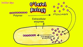 Differences between Intracellular amp Extracellular Enzymes  Biology  Ladder Tips [upl. by Kalvin408]