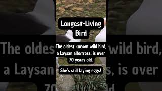 The Laysan Albatross is Unbelievable facts trending educationalwildlife incredible [upl. by Lyrahc105]