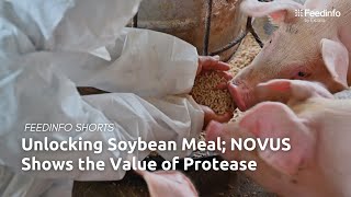 Unlocking Soybean Meal NOVUS Shows the Value of Protease [upl. by Ahsenom]