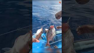 Catching Plenty of Rosy Snapper in the Deep Sea fishing fishingvideo oceanfishing [upl. by Dirfliw]