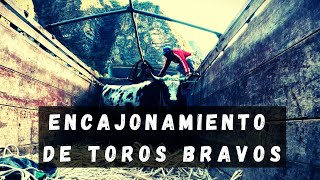 ENCAJONAMIENTO DE TOROS BRAVOS  GANANDERÍA RONCALLA EN MOLLEBAMBA [upl. by Veronika886]