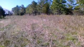 Camerons Quail Preserve Quail Hunting Preserve Tombigbee River Alabama [upl. by Denis]