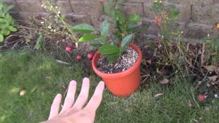 How to grow Nice healthy Camellias [upl. by Yorle389]