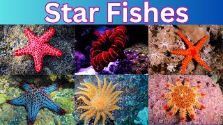 Starfish  60 Starfish Names  The Sea Star [upl. by Navillus]