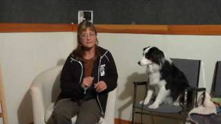 Dog Care amp Training  How to Use a Dog Whistle to Stop Barking [upl. by Dloraj]