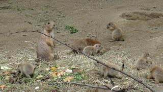 Hagenbeck Schwarzschwanz Präriehunde Hamburg 2015 [upl. by Leoj]