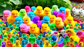 Catch Cute Chickens Colorful Chickens Rainbow Chicken Rabbits Cute CatsDucksAnimals Cute [upl. by Armelda464]