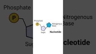 Structure of a Nucleotide  Polynucleotide Chain biology neet shorts [upl. by Suolevram]