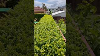 Which hedge looked best Murraya vs Buxus satisfying asmr gardening [upl. by Nyloc168]