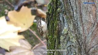 Grimpereau des jardins oiseaux de France réalisation de Malay PHCAR [upl. by Nirehtac]