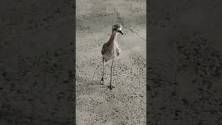 Bushstone Curlew Bird bushstone curlews bird animal shortsvideo shorts [upl. by Ariam533]