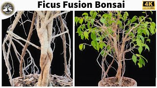 Ficus Fusion Bonsai  With 4 Years of Progress  Ficus Benjamina Bonsai [upl. by Nagaer]