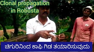 Clonal propagation in Coffee  Coffee plant cloning  ಚಿಗುರಿನಿಂದ ಕಾಫಿ ಗಿಡ ತಯಾರಿಕೆ  Coffee plant [upl. by Reisch982]