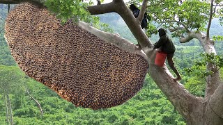 Primitive Technology Amazing Catch A Giant HoneyBee For Food On The Big Tree [upl. by Nnylekoorb926]