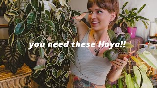 TOP recommended Hoya 5 categories  care tips and the best products for growing Hoyawax plants [upl. by Eelannej966]