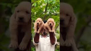 Golden Retriever puppies sale in 📍Kerala 📞9846628517 shorts [upl. by Sorvats558]