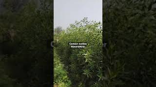 Conocarpus plant height 8 fit se12 fit tak available hai Sharma ji nursery contact number 9044109315 [upl. by Akirahc]