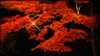 紅葉散歩 ライトアップ編 兵庫県たつの市新宮町 東山公園 夜の紅葉 [upl. by Relluf]