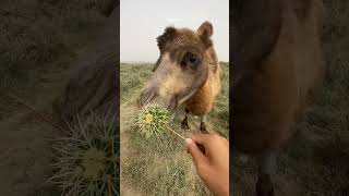 fed cactus to a wild camel 🐫 shorts [upl. by Houghton]