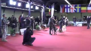 Best in Show Paris Dog Show 2016 [upl. by Novahc]