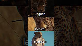 Jaguar vs Léopard vs Cheetah [upl. by Whitman]