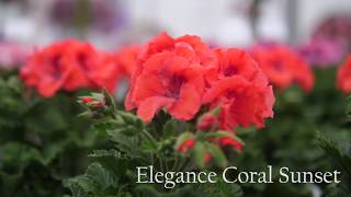 Pelargonium Grandiflorum Elegance Coral Sunset  Garden Plant with Flowers in spectacular Colours [upl. by Carilla]