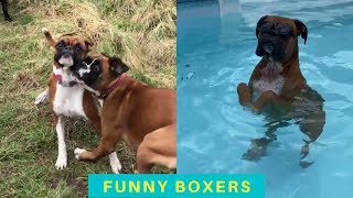 Cute and Funny Boxer dogs [upl. by Ritchie987]