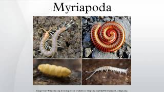 Myriapoda [upl. by Danziger563]