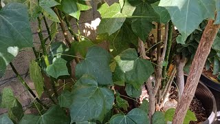 My Backyard Garden Chaya Tree Spinach Edible cooked leaves amp Stalk Tips [upl. by Eimaraj]