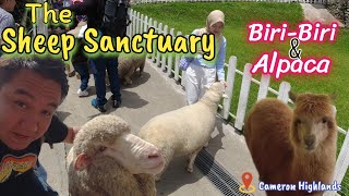 Melawat Ke Kandang Kambing BiriBiri dan Alpaca di Cameron Highlands [upl. by Ahseiym]