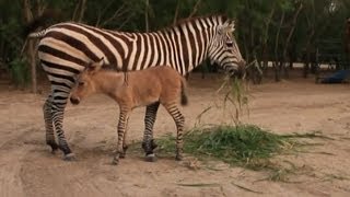 Rare zonkey born at Mexican zoo [upl. by Errick]