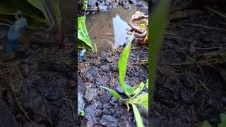 HOW TO CATCHING SNAKEHEAD FISH TOMAN   SNAKEHEAD FISH shorts fish channa viralvideo [upl. by Peter291]