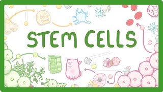 GCSE Biology  What are Stem Cells Difference Between Embryonic and Adult Stem Cells 11 [upl. by Nelyahs739]