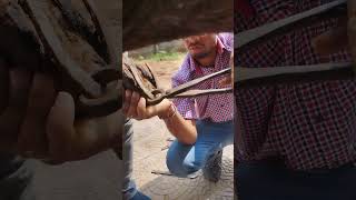 horseequipment horseshoeing horseshoe horse cow horsetack animals hyderabad 7569857663 [upl. by Wendelina]